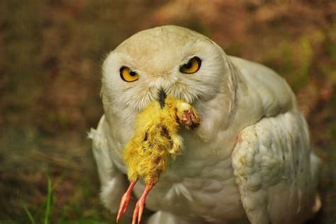 do owls like music while they are hunting for prey